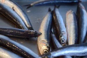 Anchova
