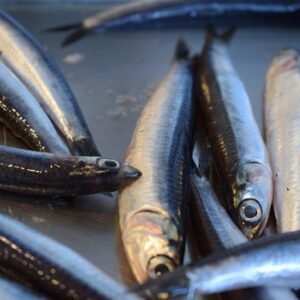 Anchova