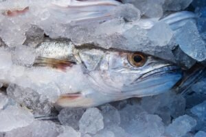 Pescada Branca