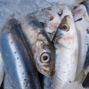 Sardinha