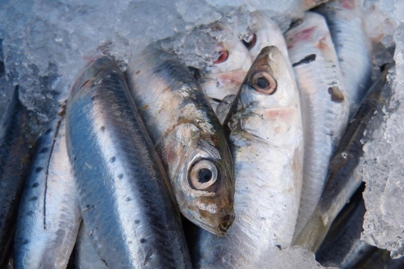 Sardinha